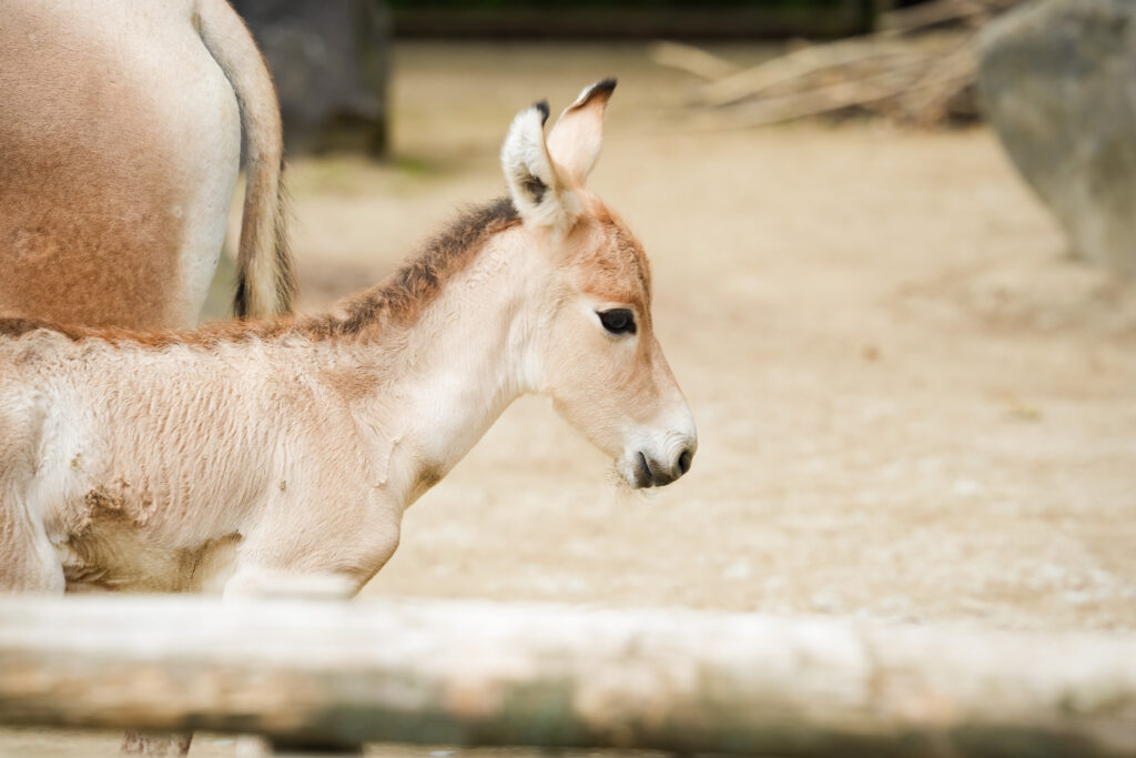 Onager-Nachwuchs im Zoo Magdeburg | Fotograf Magdeburg: Tobias Quast | hplusq.de