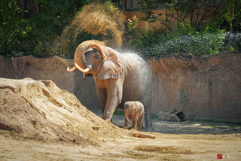 Sweni und Elefantennachwuchs im Zoo Magdeburg auf der Außenanlage Foto: Fotograf Magdeburg Tobias Quast